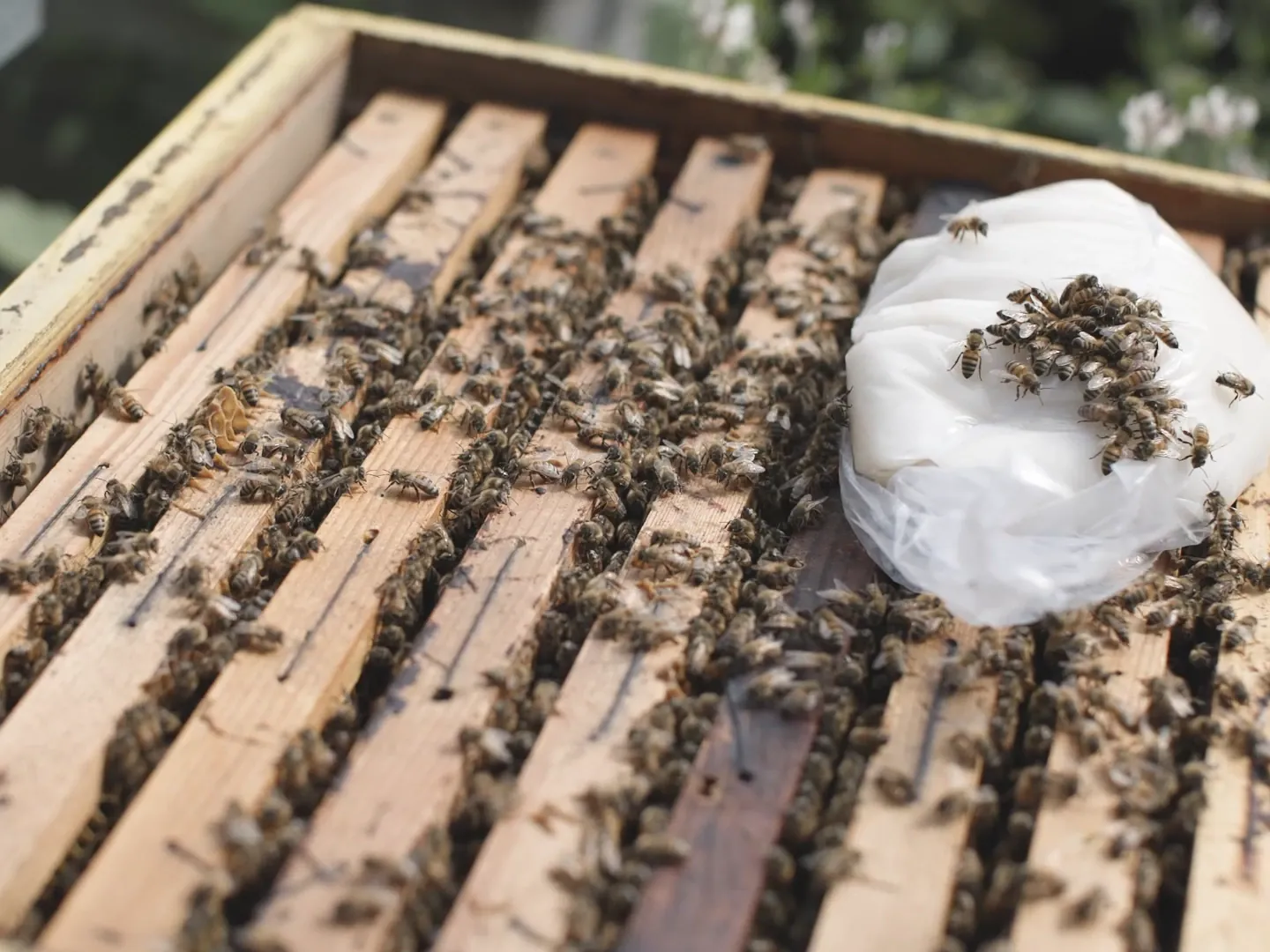 Un panetto di candito appoggiato sui telaini di una famiglia, con le api sopra